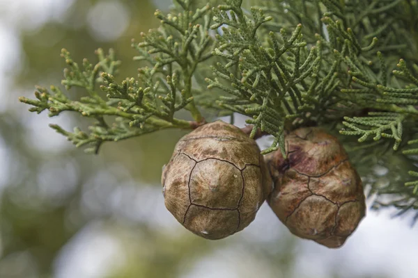 Cones de cipreste na árvore — Fotografia de Stock