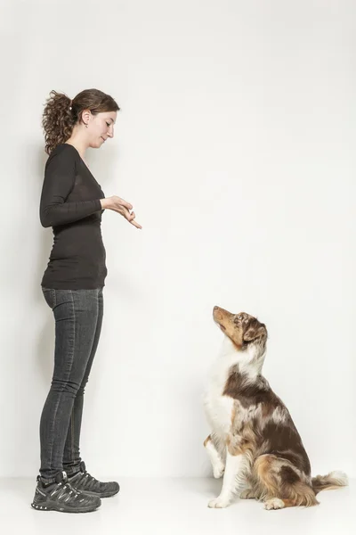 Hundträning — Stockfoto