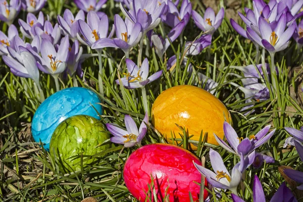 Crocus meadow amd Easter eggs — Stock Photo, Image