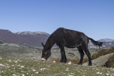 Mule in the Apennines clipart