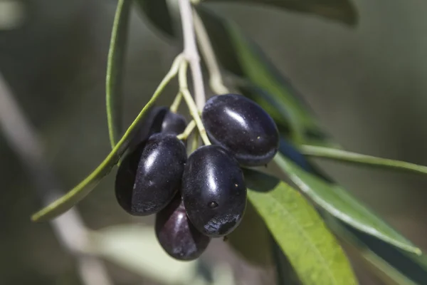 Black olives — Stock Photo, Image