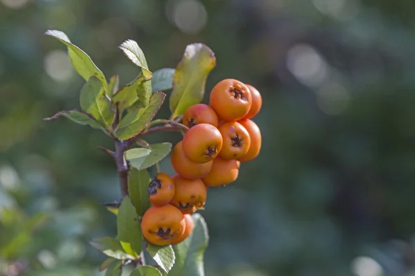 Frambuesas — Foto de Stock