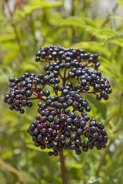 Búmulo de sambucus — Foto de Stock