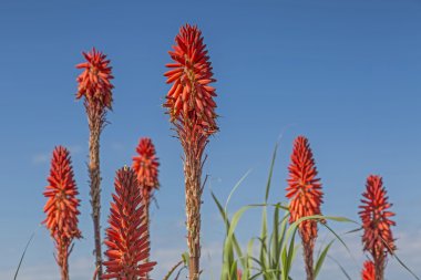 Mediterane fauna