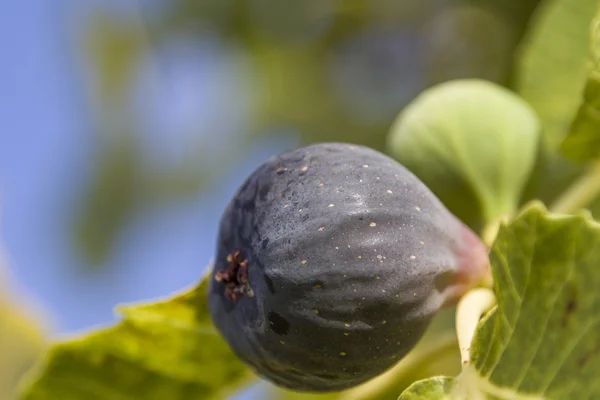 Ripe figs — Stock Photo, Image