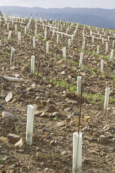 Creating a new vineyard — Stock Photo, Image