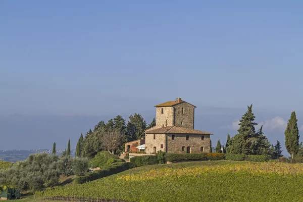 Weinberg in Chianti — Stockfoto