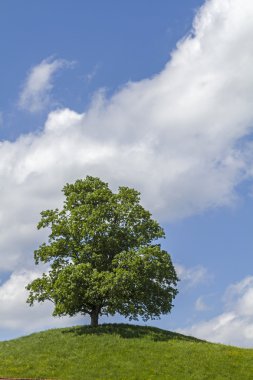 Çayırlar tepe üzerinde yaprak döken