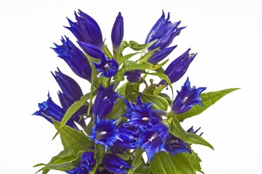  Gentiana asclepiadea