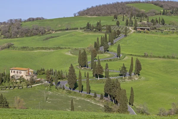 Vicolo dei cipressi in Toscana — Foto Stock