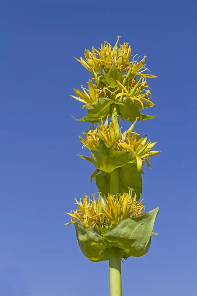 Genciana amarilla — Foto de Stock