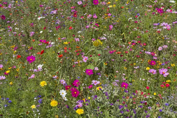 Blumenwiese — Stockfoto