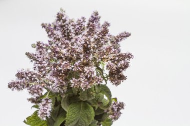 Çiçek açması nane şube