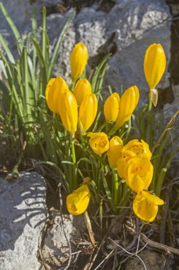 Yellow colchicum autumnale clipart