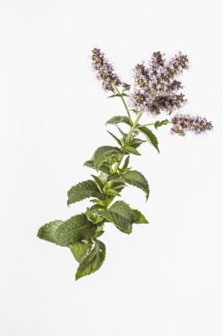 Çiçek açması nane şube