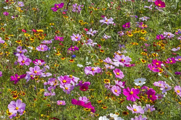 Blumenwiese — Stockfoto