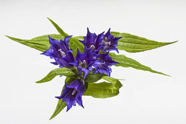 Gentiana asclepiadea — Stock fotografie