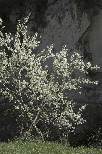 Cerejeira florescente — Fotografia de Stock
