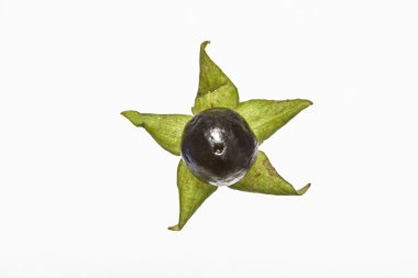 atropa belladonna