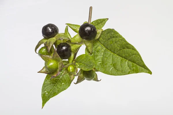 atropa belladonna