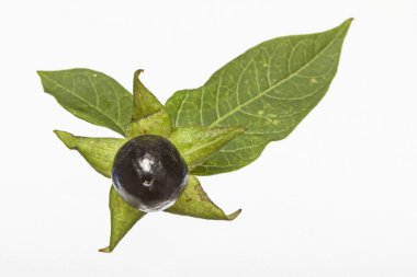 atropa belladonna