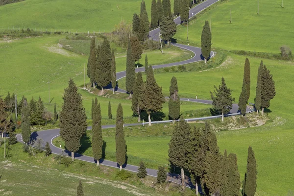 Cypress steeg in Toscane — Stockfoto