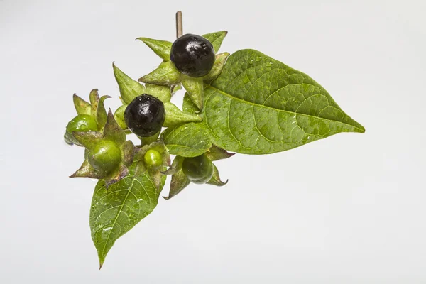 atropa belladonna