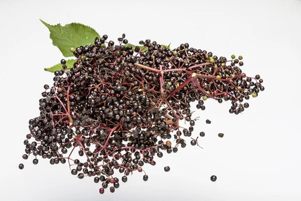 Bayas de saúco negras — Foto de Stock