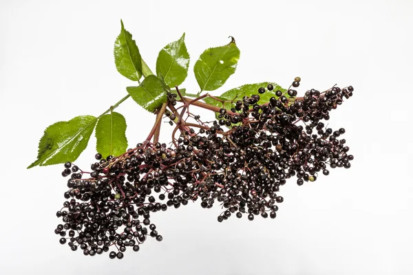 siyah elderberries