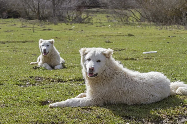 PAStore Abruzzese — Stock fotografie