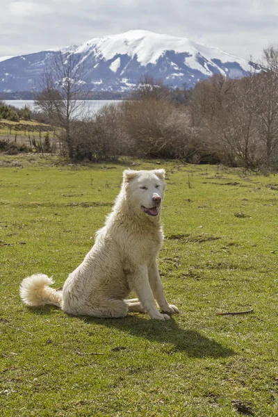 Pastore chien des Abruzzes — Photo