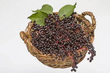 black elderberries clipart