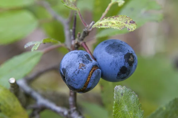 Prunus spinosa — Foto de Stock