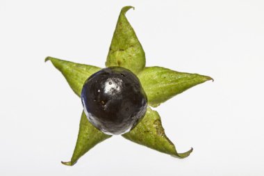 atropa belladonna