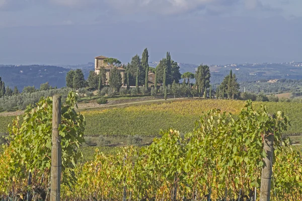 Wijngaard in chianti — Stockfoto