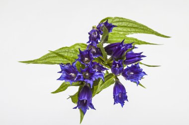  Gentiana asclepiadea