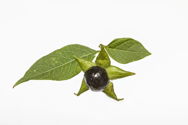 Atropa beladona — Fotografia de Stock