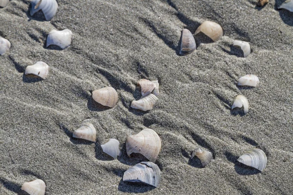 На песчаном пляже — стоковое фото