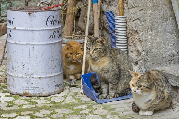 Stilllife com gato — Fotografia de Stock