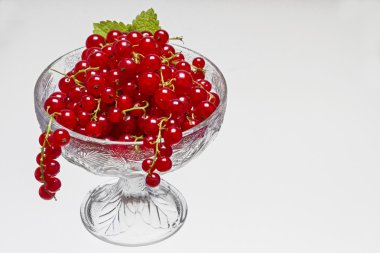 Kırmızı kuş üzümü