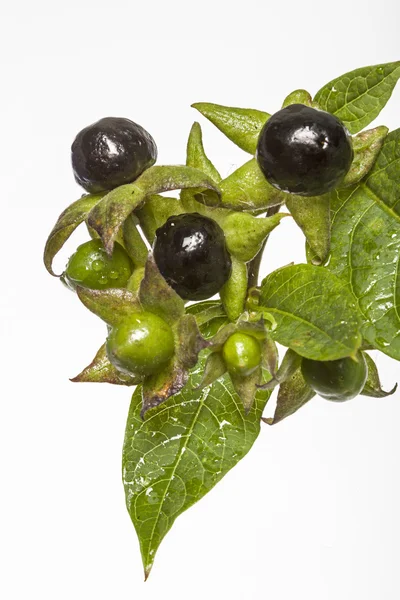 atropa belladonna