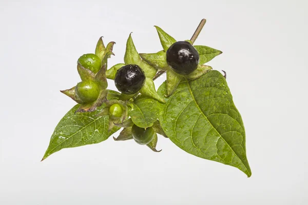 Atropa belladonna — Stock fotografie