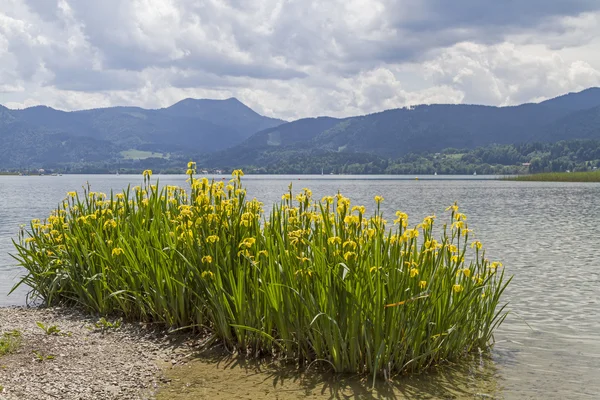 Iris pseudacorus — Stockfoto