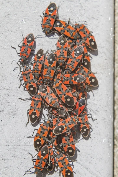 Pyrrhocoris apterus — Stok fotoğraf