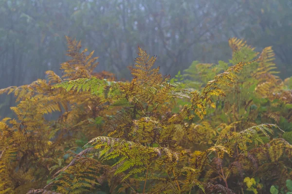 Felce autunnale — Foto Stock