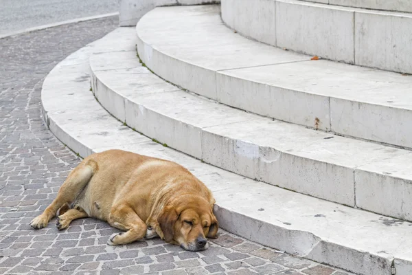 Afternoon nap — Stock Photo, Image