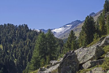 çam ormanı Obergurgl içinde