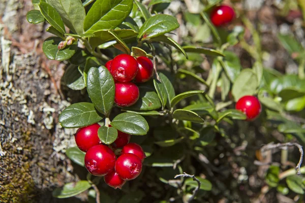 Cranberries — Stock Photo, Image