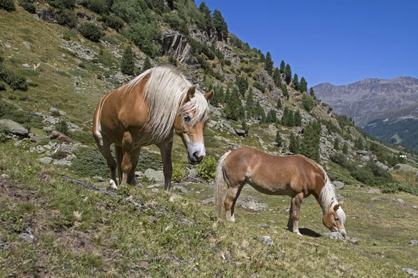 Dos amigos — Foto de Stock