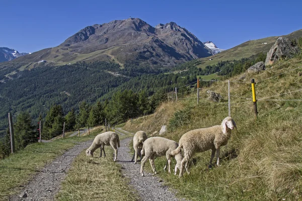 Ovce v údolí Oetztal — Stock fotografie